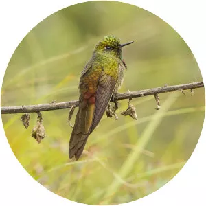 Bronze-tailed thornbill
