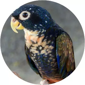 Bronze-winged parrot