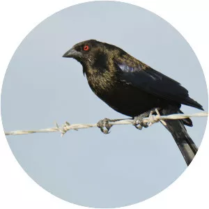 Bronzed cowbird - Birds