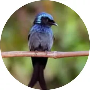 Bronzed drongo