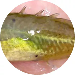 Brook stickleback