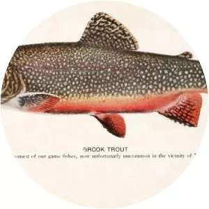 Brook trout