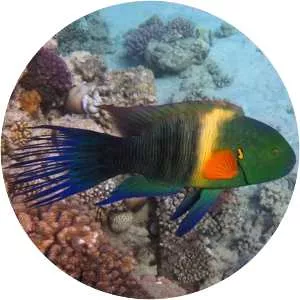 Broomtail wrasse