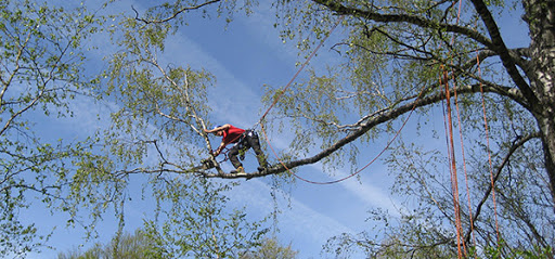 Broussard Arborist AB - Tree service in Sweden