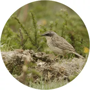 Brown accentor