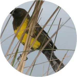 Brown-and-yellow marshbird - Birds