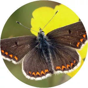 Brown argus