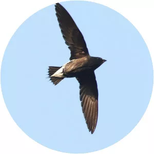 Brown-backed needletail