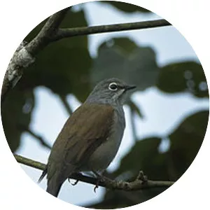 Brown-backed solitaire - Bird