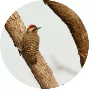 Brown-backed woodpecker