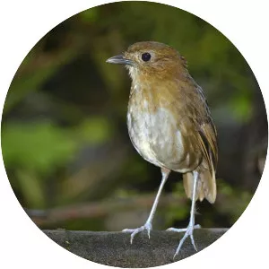 Brown-banded antpitta