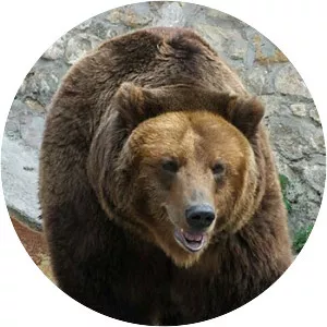 Brown bear