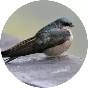 Brown-bellied swallow
