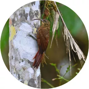 Brown-billed scythebill