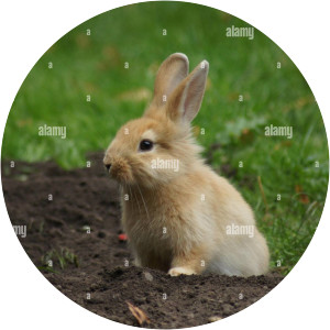 Brown Bunny Musician