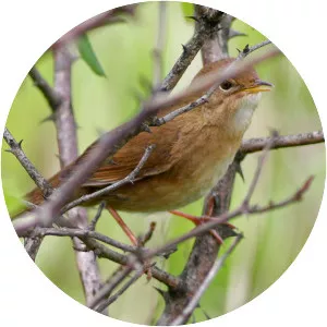 Brown bush warbler