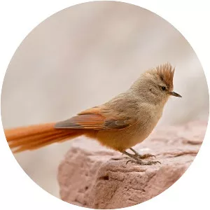 Brown-capped tit-spinetail