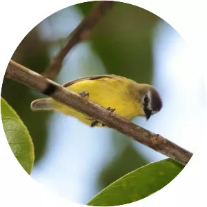 Brown-capped tyrannulet - Bird