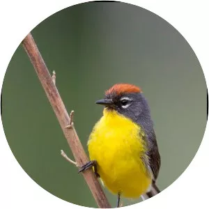 Brown-capped whitestart
