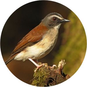 Brown-chested alethe - Birds