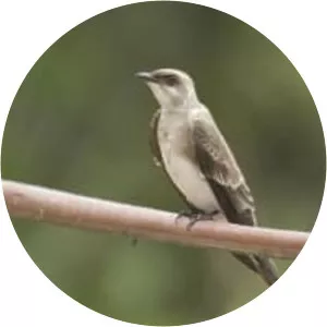 Brown-chested martin