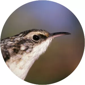 Brown creeper