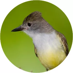 Brown-crested flycatcher - Bird