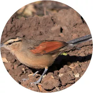 Brown-crowned tchagra - Bird