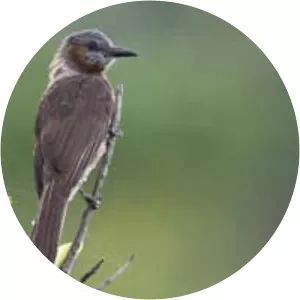 Brown-eared bulbul - Birds