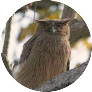 Brown fish owl