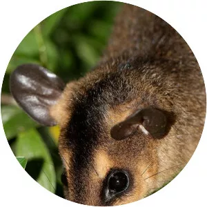 Brown four-eyed opossum