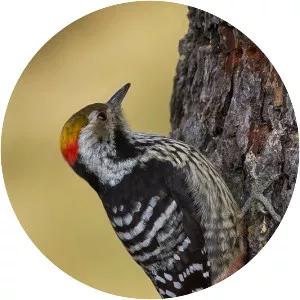 Brown-fronted woodpecker - Bird