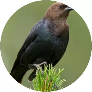 Brown-headed cowbird - Birds