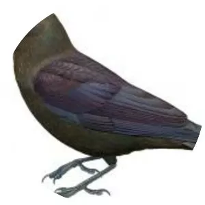 Brown-headed crow - Bird