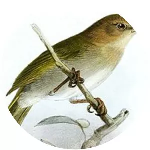 Brown-headed greenlet