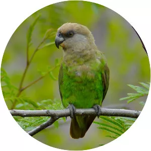 Brown-headed parrot