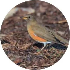 Brown-headed thrush - Birds