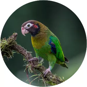 Brown-hooded parrot