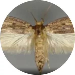 Brown house moth
