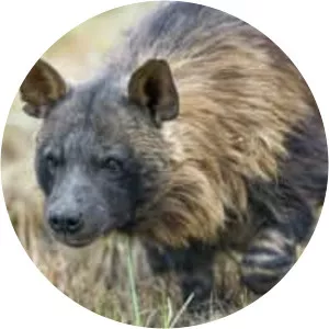 Brown hyena - Animal