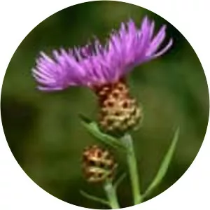 Brown knapweed - Plants