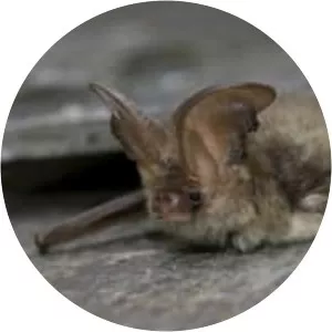 Brown long-eared bat - Animal