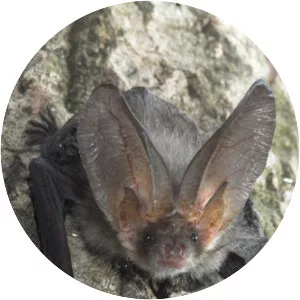 Brown longeared bat