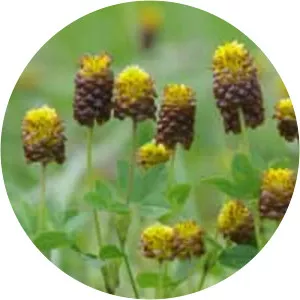 Brown moor clover - 