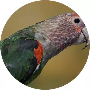 Brown-necked parrot - 