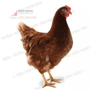 Brown Nick chicken - Animal