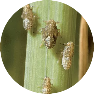 Brown planthopper