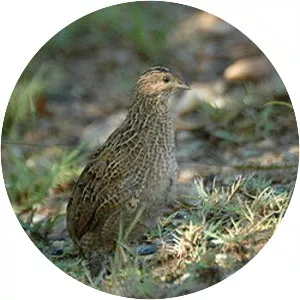 Brown quail
