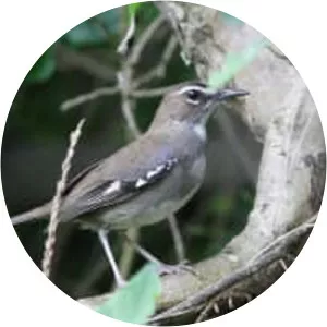 Brown scrub robin - Birds