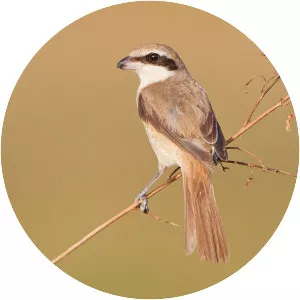 Brown shrike